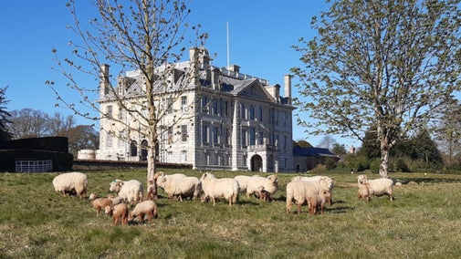 A group of sheep and lambs in a field outside a large stone mansion. It is early spring.
